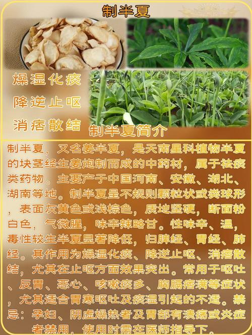 半夏多少钱一斤，半夏费用，半夏费用多少钱一克？-第3张图片-优品飞百科