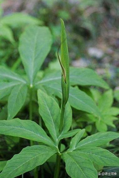 半夏多少钱一斤，半夏费用，半夏费用多少钱一克？-第4张图片-优品飞百科