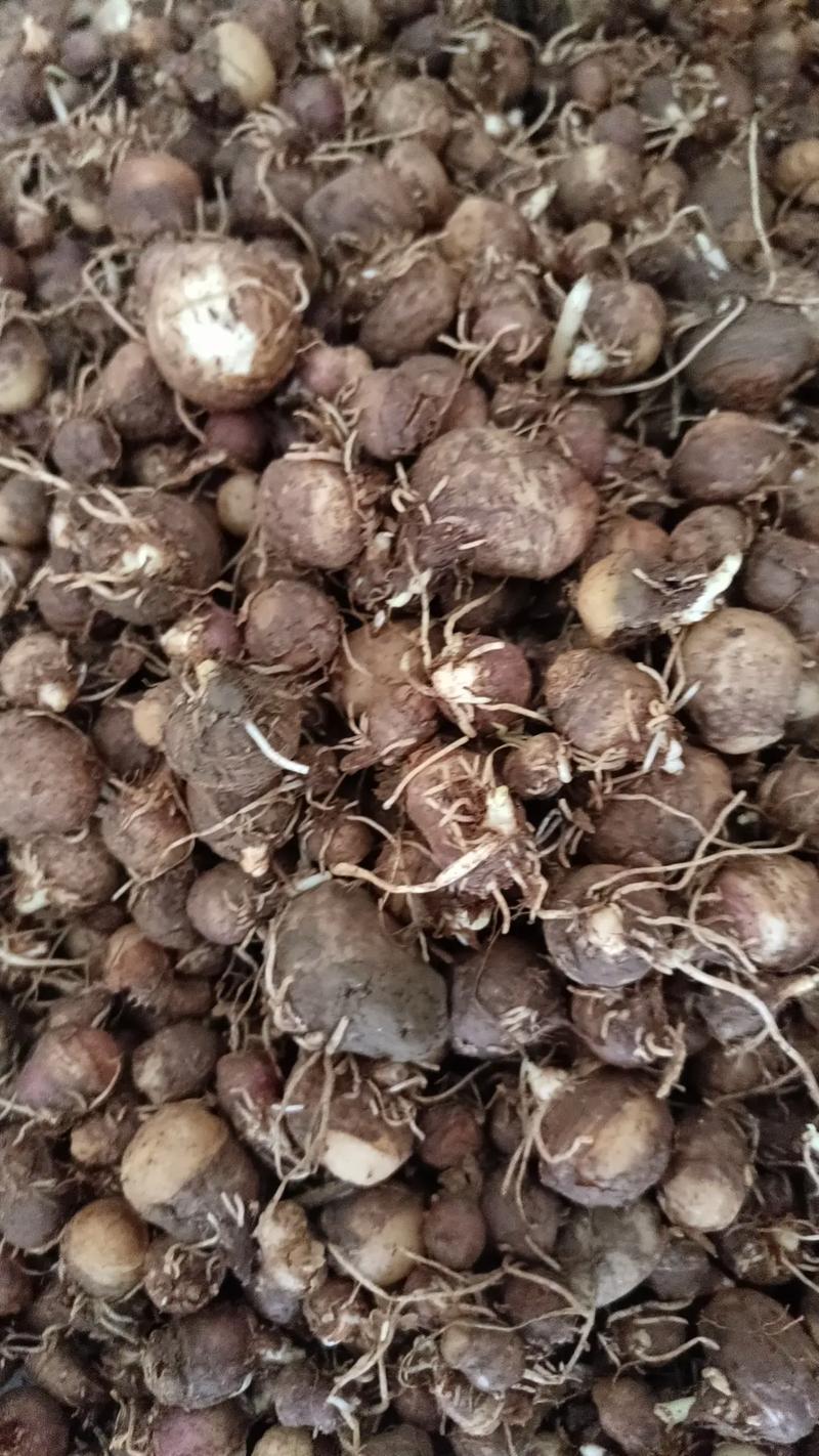 半夏多少钱一斤，半夏费用，半夏费用多少钱一克？-第8张图片-优品飞百科