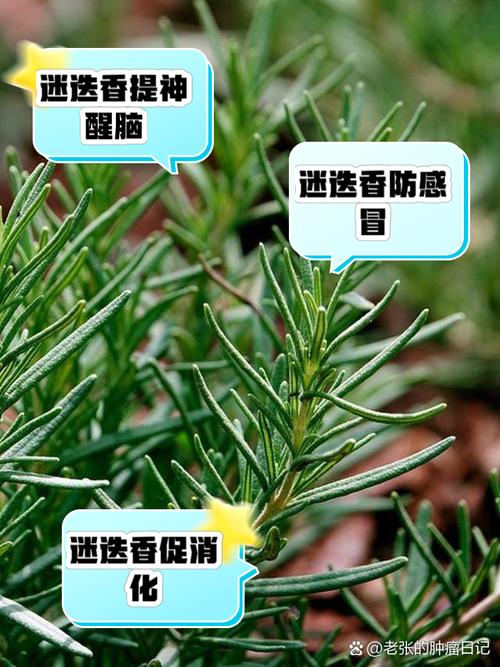 迷迭香是什么,有什么功效,迷迭香是什么,有什么功效呢?-第1张图片-优品飞百科 迷迭香是什么,有什么功效,迷迭香是什么,有什么功效呢?-第1张图片-优品飞百科