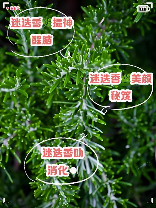 迷迭香是什么,有什么功效,迷迭香是什么,有什么功效呢?-第3张图片-优品飞百科 迷迭香是什么,有什么功效,迷迭香是什么,有什么功效呢?-第3张图片-优品飞百科