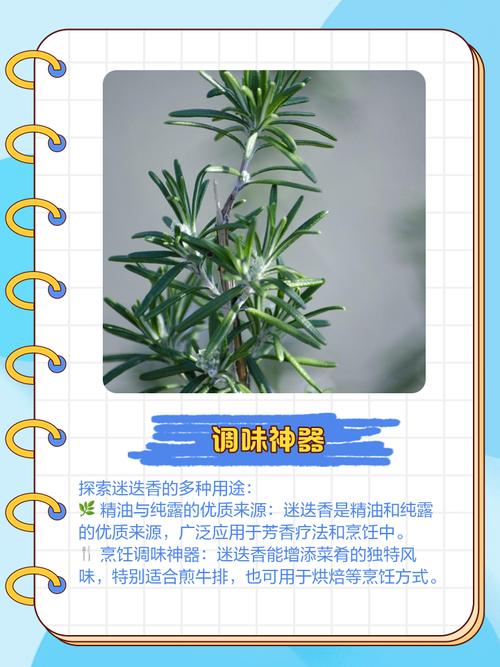 迷迭香是什么,有什么功效,迷迭香是什么,有什么功效呢?-第4张图片-优品飞百科 迷迭香是什么,有什么功效,迷迭香是什么,有什么功效呢?-第4张图片-优品飞百科