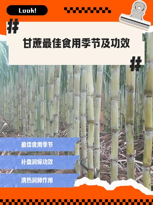 甘蔗是水果吗，甘蔗几月种植，甘蔗是什么季节的产物