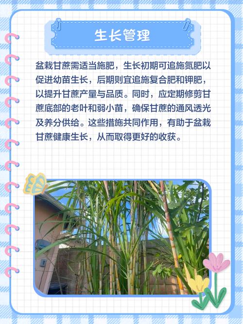 甘蔗是水果吗，甘蔗几月种植，甘蔗是什么季节的产物-第2张图片-优品飞百科
