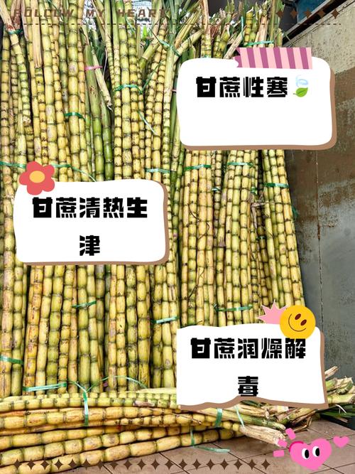 甘蔗是水果吗，甘蔗几月种植，甘蔗是什么季节的产物-第5张图片-优品飞百科