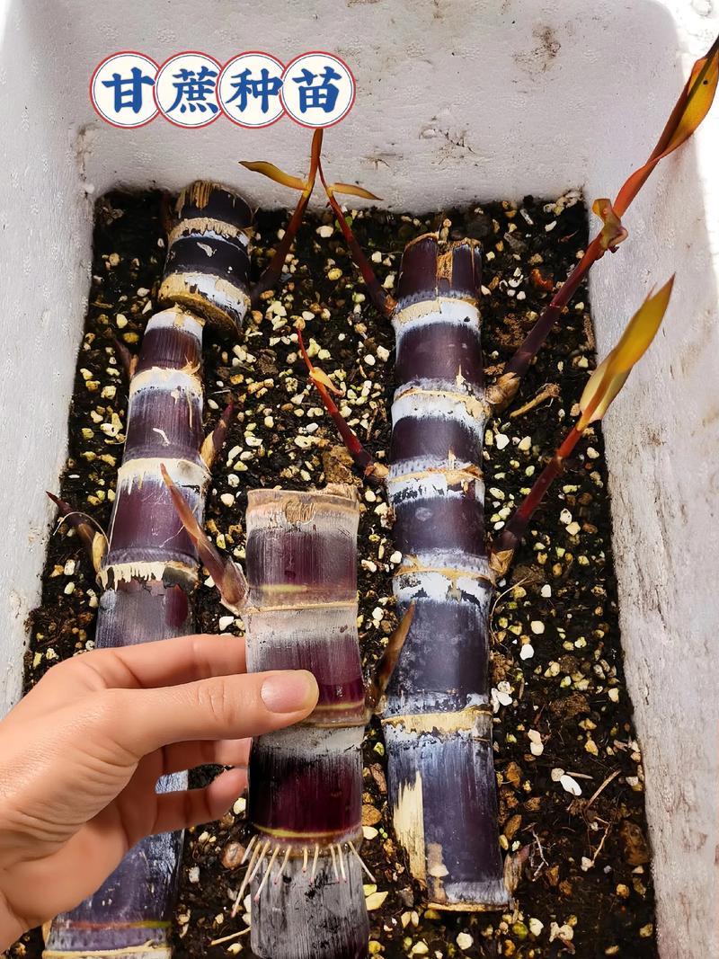 甘蔗是水果吗，甘蔗几月种植，甘蔗是什么季节的产物-第6张图片-优品飞百科