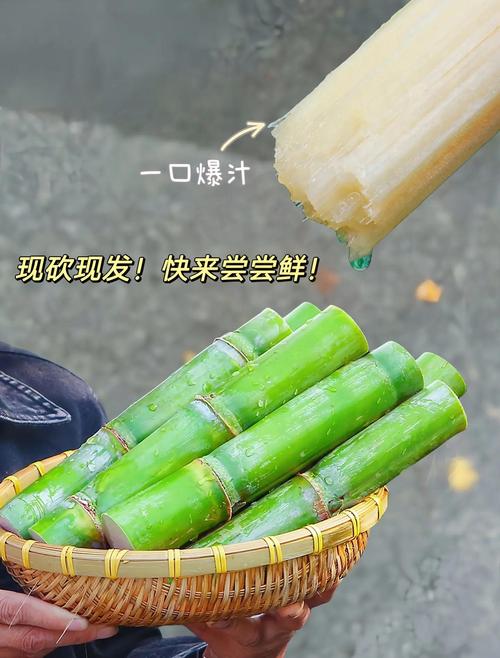 甘蔗是水果吗，甘蔗几月种植，甘蔗是什么季节的产物-第7张图片-优品飞百科