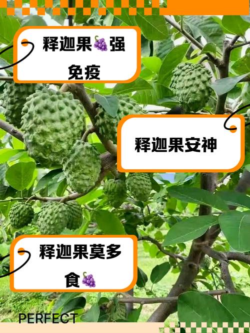 释迦果的功效与作用？释迦果的功效与作用图片？-第5张图片-优品飞百科