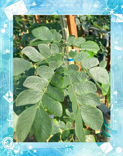 雨树的养殖方法？雨树苗木费用？-第2张图片-优品飞百科