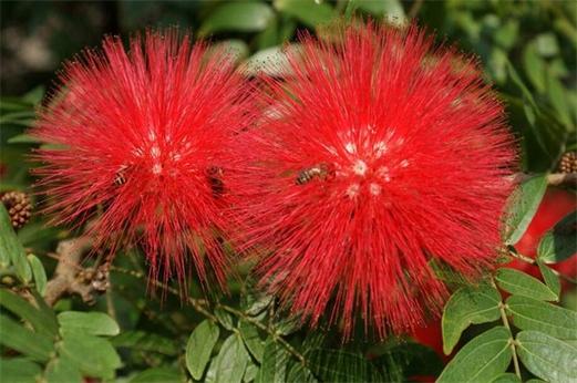 雨树的养殖方法？雨树苗木费用？-第4张图片-优品飞百科