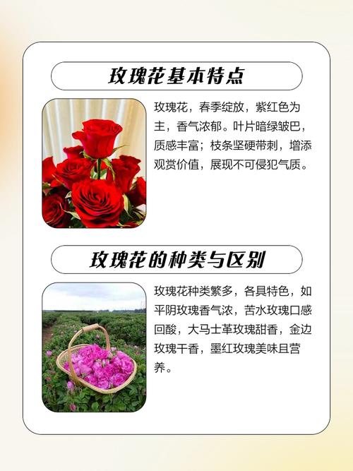 玫瑰花的食用价值，玫瑰花的营养价值和药用价值？