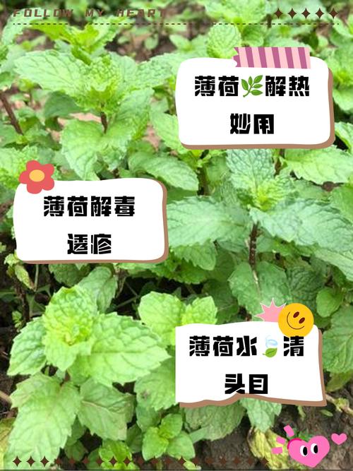 薄荷泡水喝有什么好处？薄荷泡水喝有什么好处和功效？-第3张图片-优品飞百科