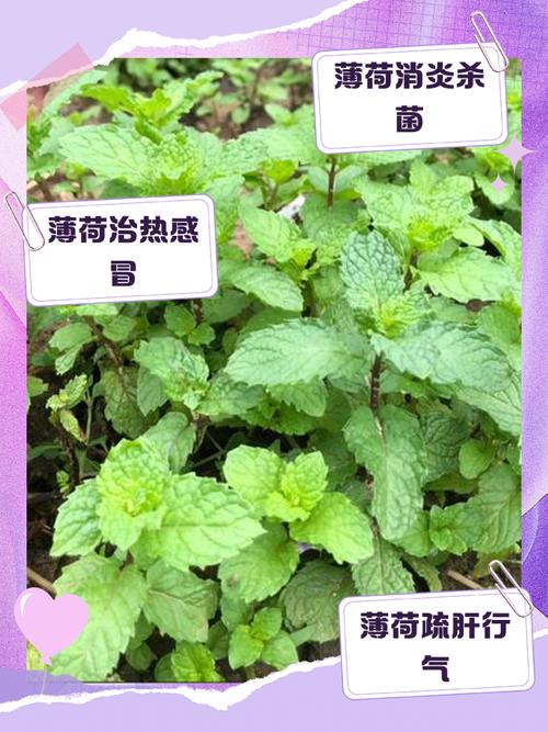 薄荷泡水喝有什么好处？薄荷泡水喝有什么好处和功效？-第8张图片-优品飞百科