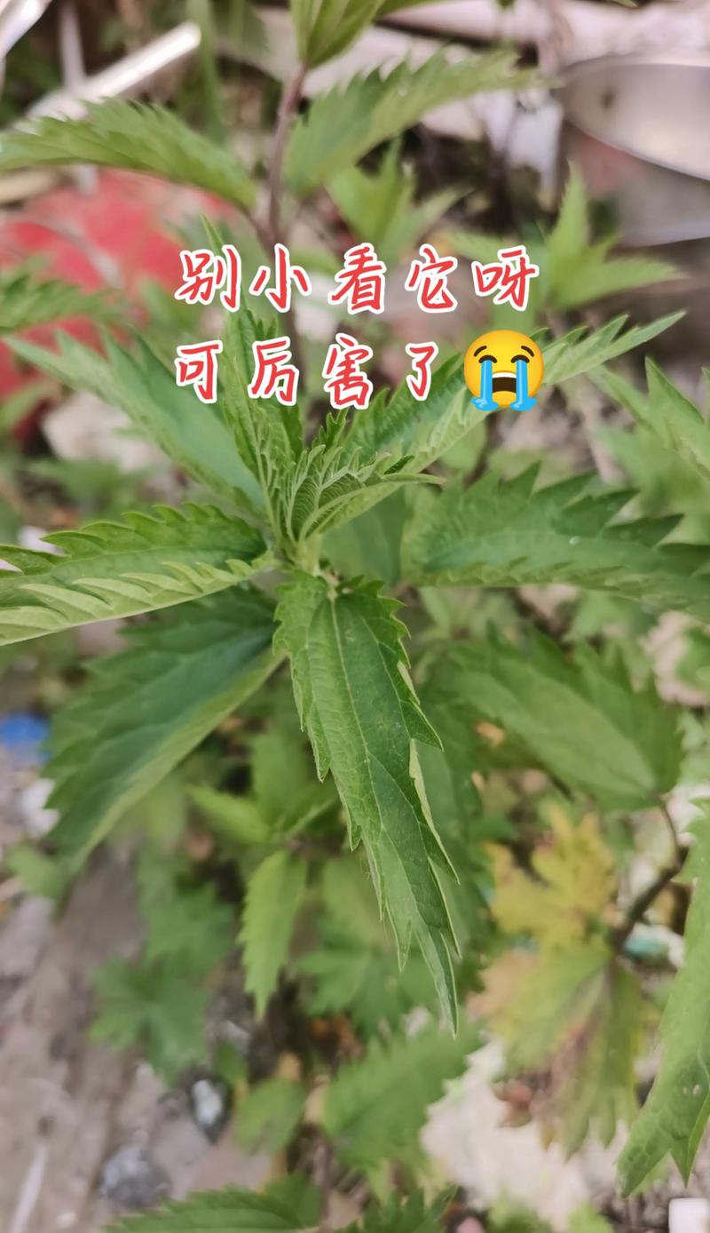 捕蝇草的特点，对人有危害吗？捕蝇草有毒吗?有什么作用？