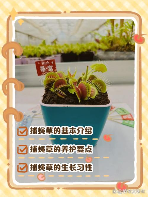 捕蝇草的特点，对人有危害吗？捕蝇草有毒吗?有什么作用？-第2张图片-优品飞百科
