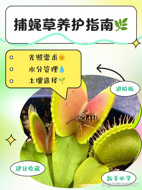 捕蝇草的特点，对人有危害吗？捕蝇草有毒吗?有什么作用？-第3张图片-优品飞百科