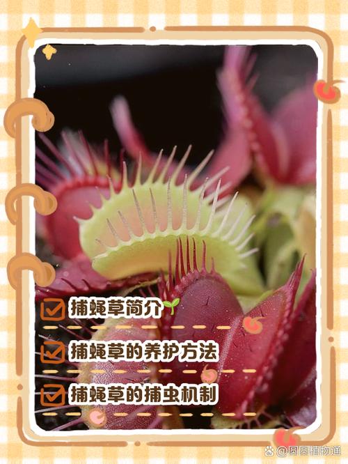捕蝇草的特点，对人有危害吗？捕蝇草有毒吗?有什么作用？-第4张图片-优品飞百科