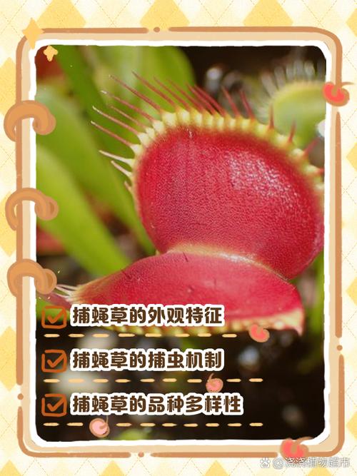 捕蝇草的特点，对人有危害吗？捕蝇草有毒吗?有什么作用？-第5张图片-优品飞百科