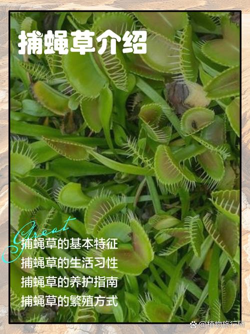 捕蝇草的特点，对人有危害吗？捕蝇草有毒吗?有什么作用？-第6张图片-优品飞百科