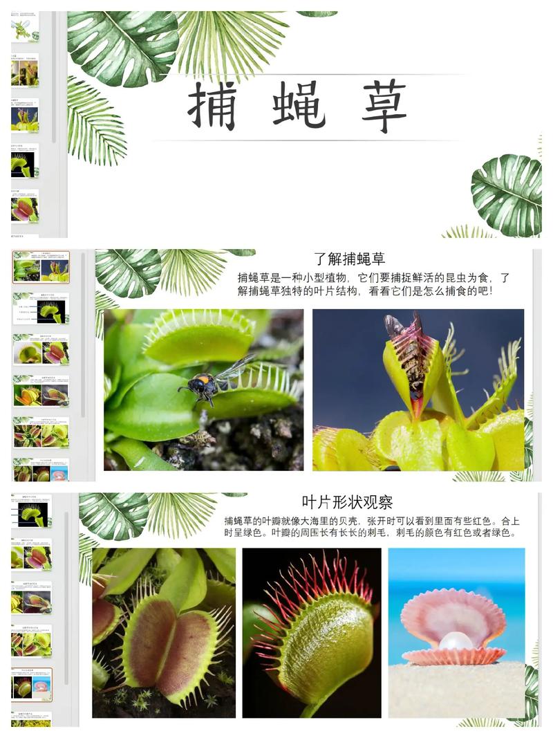 捕蝇草的特点，对人有危害吗？捕蝇草有毒吗?有什么作用？-第8张图片-优品飞百科