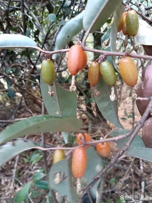 羊奶果的功效和作用？牛奶苹果汁的功效作用？-第1张图片-优品飞百科