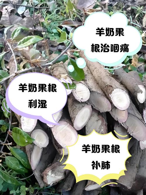 羊奶果的功效和作用？牛奶苹果汁的功效作用？-第2张图片-优品飞百科