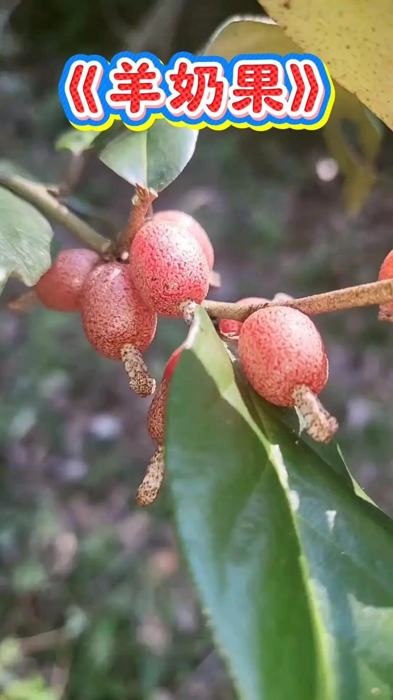 羊奶果的功效和作用？牛奶苹果汁的功效作用？-第4张图片-优品飞百科