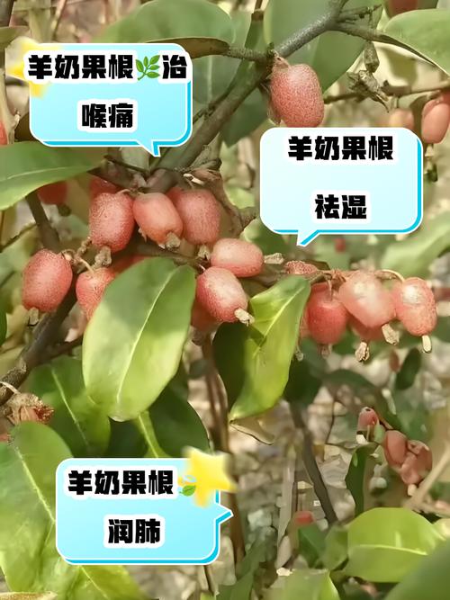 羊奶果的功效和作用？牛奶苹果汁的功效作用？-第5张图片-优品飞百科