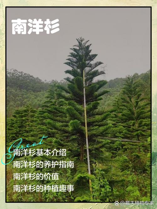 南洋杉怎么养，如何打顶？南洋杉的种植及管理？