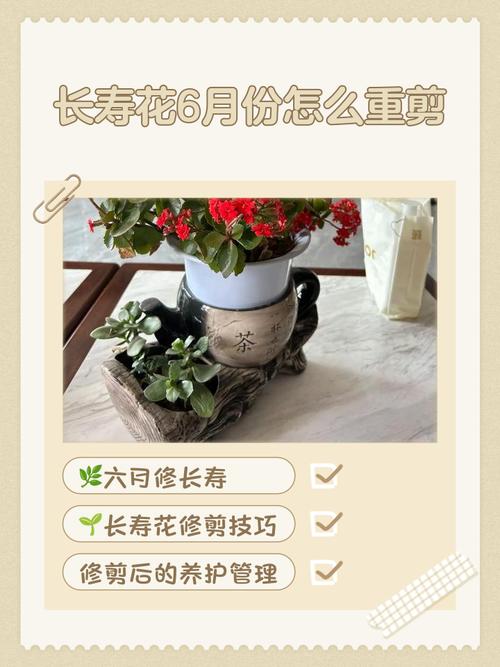 南洋杉怎么养，如何打顶？南洋杉的种植及管理？-第2张图片-优品飞百科