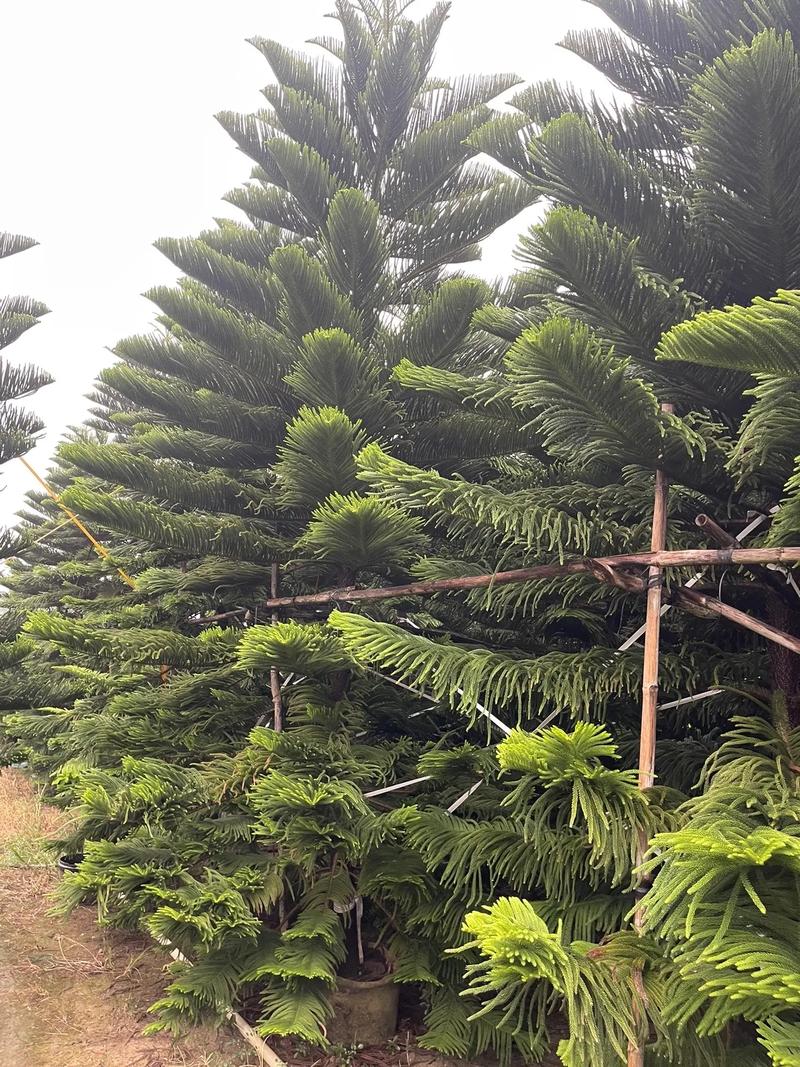 南洋杉怎么养，如何打顶？南洋杉的种植及管理？-第3张图片-优品飞百科