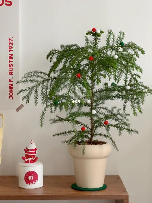 南洋杉怎么养，如何打顶？南洋杉的种植及管理？-第5张图片-优品飞百科