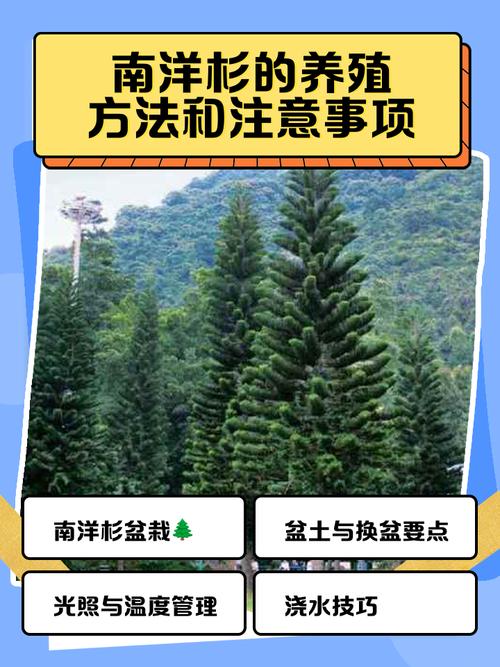 南洋杉怎么养，如何打顶？南洋杉的种植及管理？-第6张图片-优品飞百科
