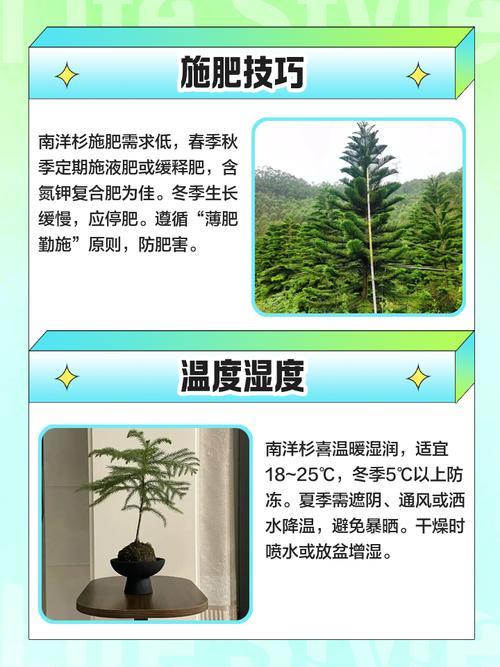 南洋杉怎么养，如何打顶？南洋杉的种植及管理？-第7张图片-优品飞百科