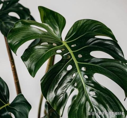 龟背竹有毒吗，绿植龟背竹有毒吗？