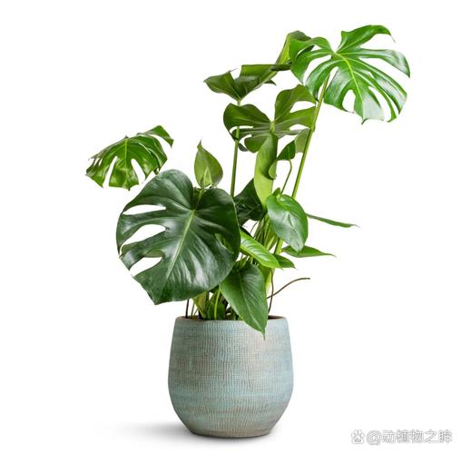 龟背竹有毒吗，绿植龟背竹有毒吗？-第2张图片-优品飞百科