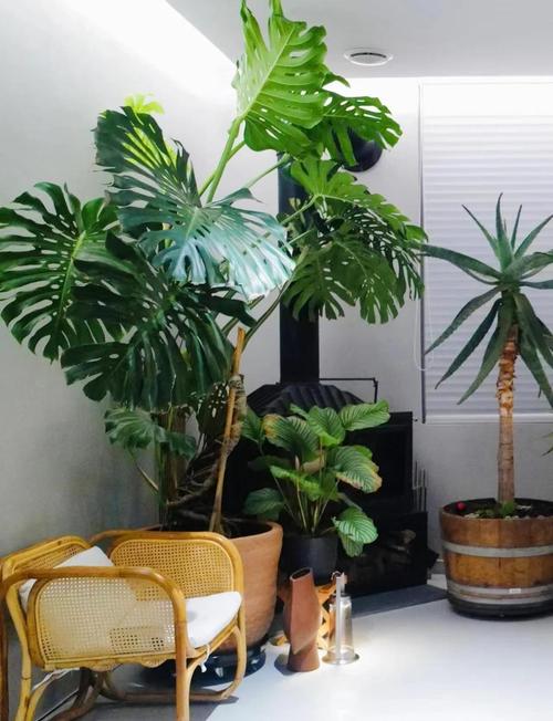 龟背竹有毒吗，绿植龟背竹有毒吗？-第3张图片-优品飞百科