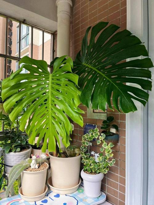 龟背竹有毒吗，绿植龟背竹有毒吗？-第4张图片-优品飞百科