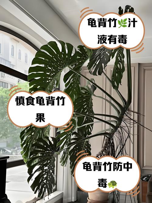 龟背竹有毒吗，绿植龟背竹有毒吗？-第5张图片-优品飞百科
