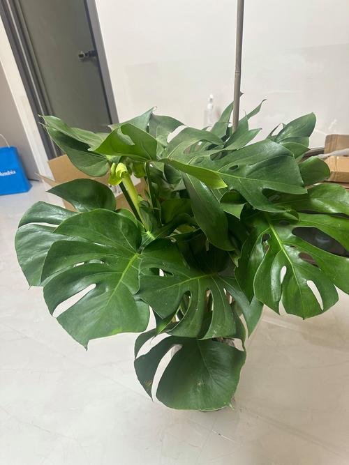 龟背竹有毒吗，绿植龟背竹有毒吗？-第6张图片-优品飞百科