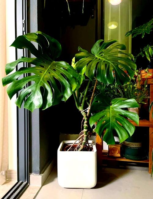 龟背竹有毒吗，绿植龟背竹有毒吗？-第7张图片-优品飞百科