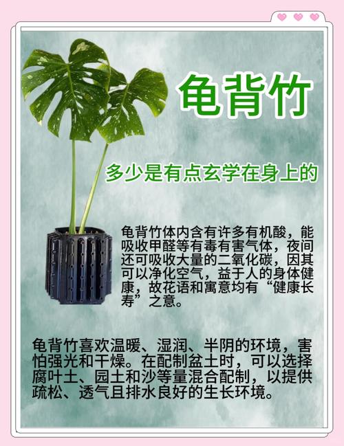 龟背竹有毒吗，绿植龟背竹有毒吗？-第8张图片-优品飞百科