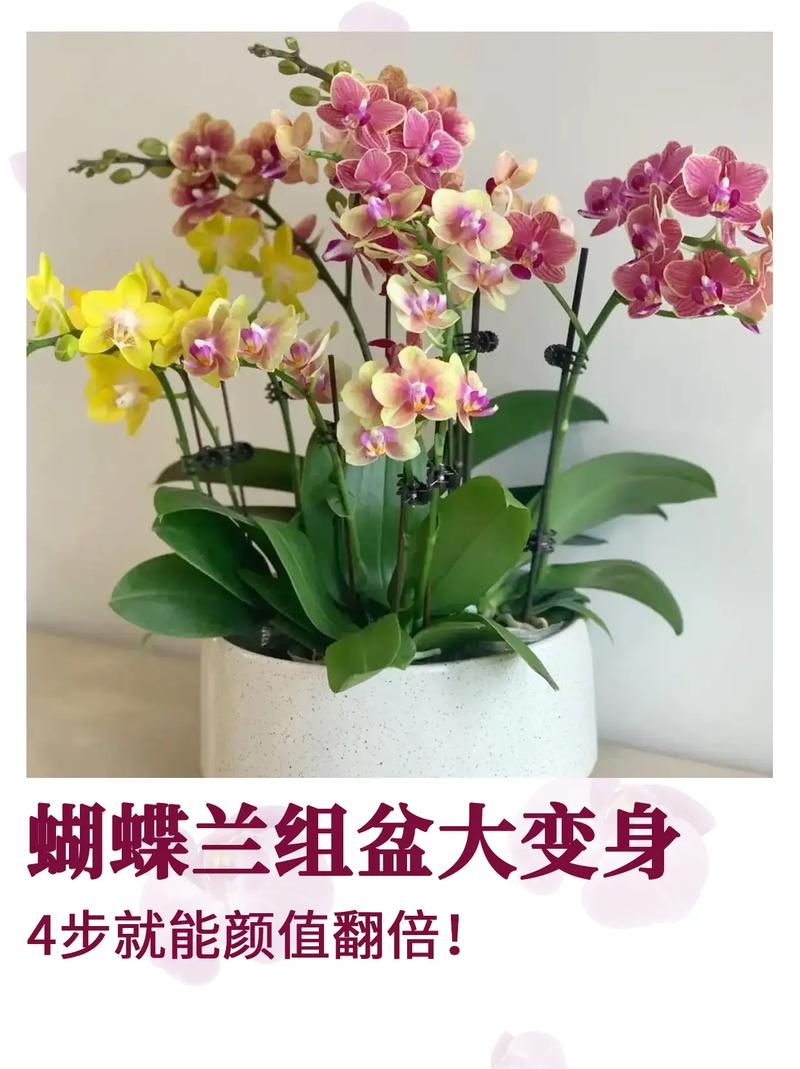 蝴蝶兰的花语,蝴蝶兰的价钱,蝴蝶兰的花语与寓意是什么?-第3张图片-优品飞百科 蝴蝶兰的花语,蝴蝶兰的价钱,蝴蝶兰的花语与寓意是什么?-第3张图片-优品飞百科
