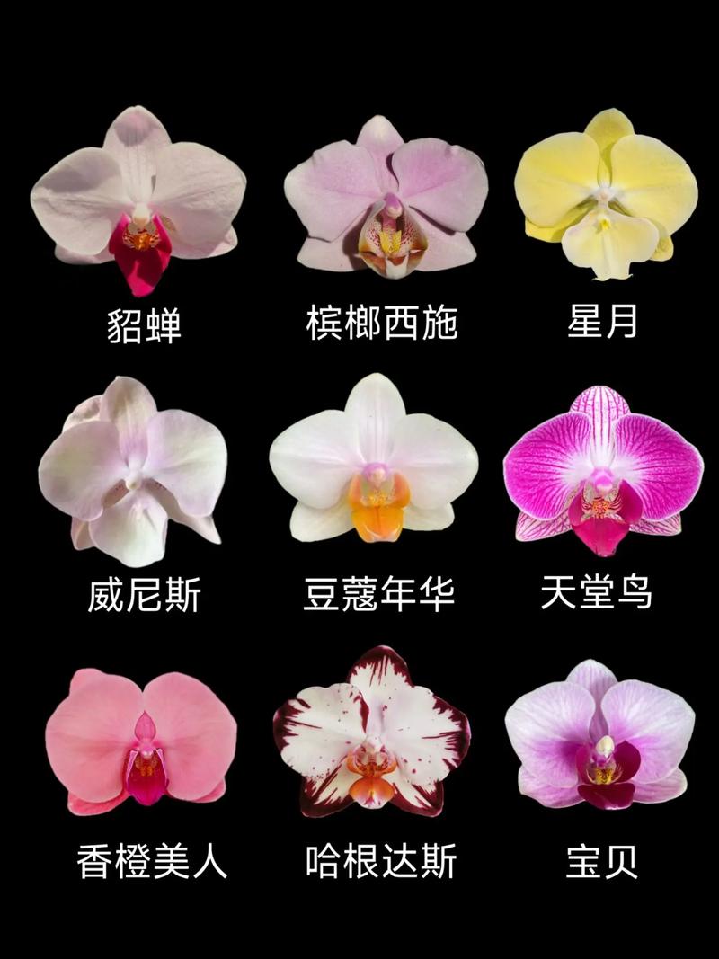 蝴蝶兰的花语,蝴蝶兰的价钱,蝴蝶兰的花语与寓意是什么?-第4张图片-优品飞百科 蝴蝶兰的花语,蝴蝶兰的价钱,蝴蝶兰的花语与寓意是什么?-第4张图片-优品飞百科