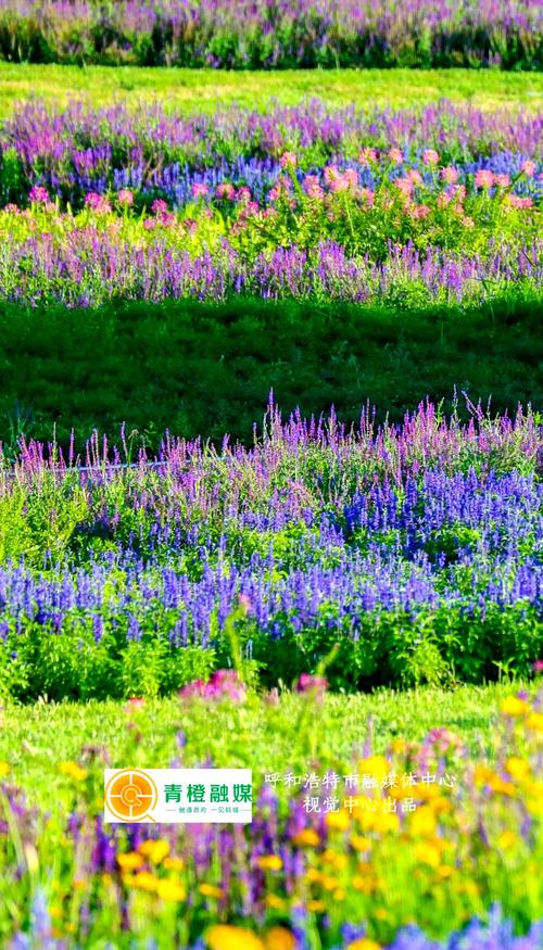 锡林郭勒盟适合养什么花，市花和市树是什么，锡林郭勒盟适合养什么花,市花和市树是什么花？
