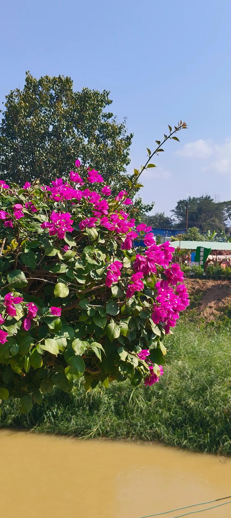 锡林郭勒盟适合养什么花，市花和市树是什么，锡林郭勒盟适合养什么花,市花和市树是什么花？-第2张图片-优品飞百科