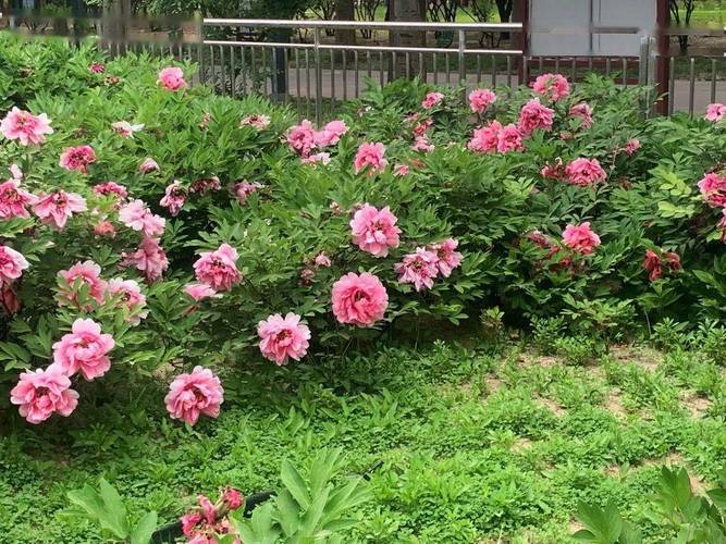 锡林郭勒盟适合养什么花，市花和市树是什么，锡林郭勒盟适合养什么花,市花和市树是什么花？-第3张图片-优品飞百科