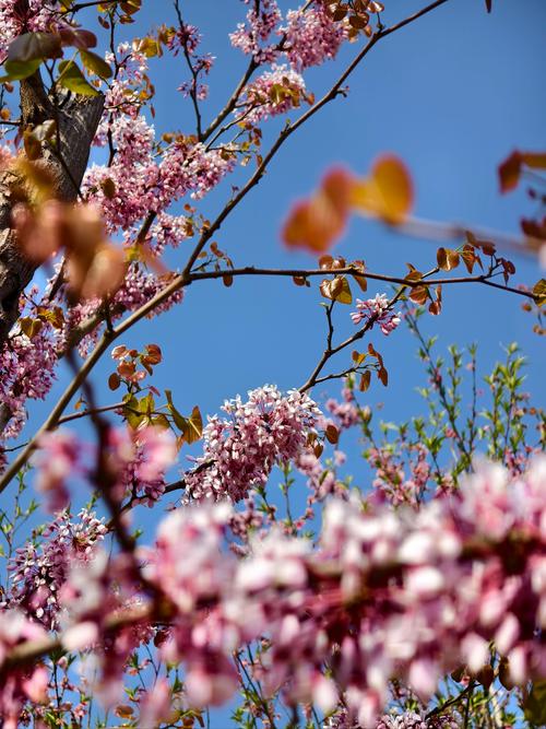 锡林郭勒盟适合养什么花，市花和市树是什么，锡林郭勒盟适合养什么花,市花和市树是什么花？-第4张图片-优品飞百科