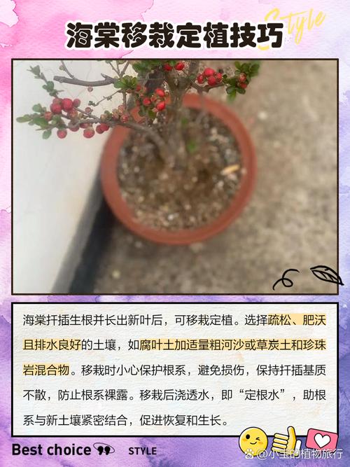 海棠花秋季的养殖方法，怎么扦插，秋季海棠花怎么浇水？-第1张图片-优品飞百科