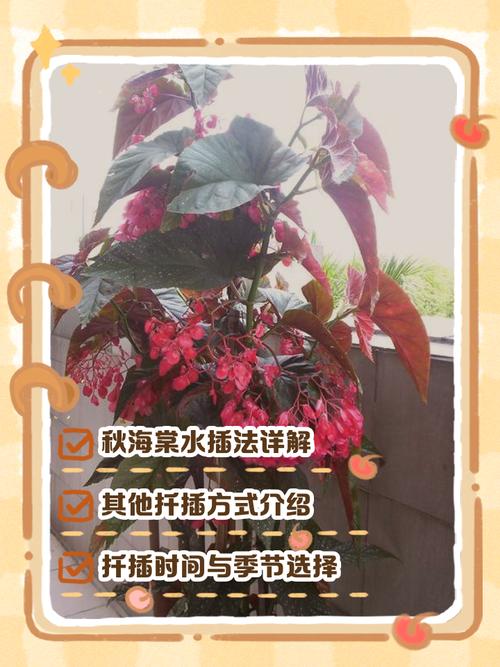 海棠花秋季的养殖方法，怎么扦插，秋季海棠花怎么浇水？-第2张图片-优品飞百科